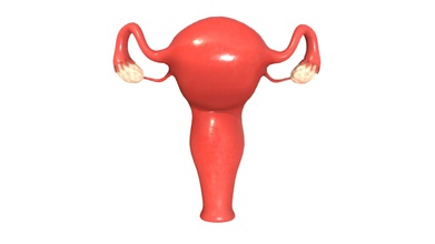 female reproductive system - buy royalty free 3d model zames1992 5819418 originally modeled cinema 4d r 21 + zbrush 2020 maps basecolor metallic roughness normal ambient occlusion scale world center real metric centimeter 1 unit texture resolution 2048x2048 format png poly count polygon 6126 vertex 12240 no n-gons 3d print model - Mito3D