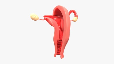female reproductive system - buy royalty free 3d model zames1992 8d4bfb8 originally modeled cinema 4d r 21 + zbrush 2020 maps basecolor metallic roughness normal ambient occlusion scale world center real metric centimeter 1 unit texture resolution 2048x2048 format png poly count polygon 19278 vertex 38536 no n-gons 3d print model - Mito3D