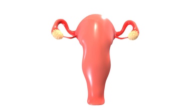 female reproductive system - buy royalty free 3d model zames1992 ac4e09c originally modeled cinema 4d r 21 + zbrush 2020 maps basecolor metallic roughness normal ambient occlusion scale world center real metric centimeter 1 unit texture resolution 2048x2048 format png poly count polygon 21083 vertex 42162 no n-gons 3d print model - Mito3D