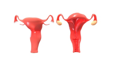 female reproductive system animation - buy royalty free 3d model zames1992 08d8972 originally modeled cinema 4d r 21 + zbrush 2020 maps basecolor metallic roughness normal ambient occlusion scale world center real metric centimeter 1 unit texture resolution 2048x2048 format png poly count polygon 22820 vertex 45624 no n-gons 3d print model - Mito3D
