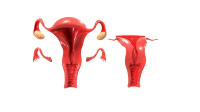 female reproductive system animation - buy royalty free 3d model zames1992 e2ad363 originally modeled cinema 4d r 21 + zbrush 2020 maps basecolor metallic roughness normal ambient occlusion scale world center real metric centimeter 1 unit texture resolution 2048x2048 format png poly count polygon 26733 vertex 53442 no n-gons 3d print model - Mito3D