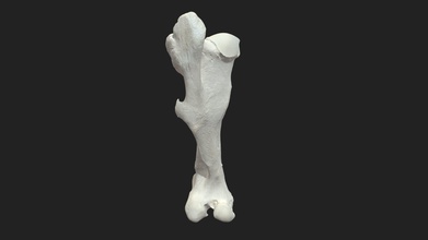 fémur os femoral caballo modelo 3d vetanatmunich ce9d619 3d print model - Mito3D