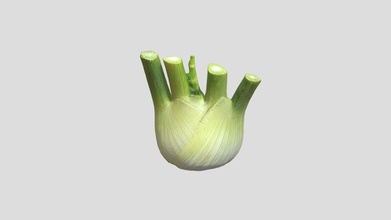 fennel bulb - buy royalty free 3d model 3polies f75ca4b scene information scanned asset using photogrammetry materials unwrapped due scanning process bottom side might not textured textures diffuse 8192 x normal 3d print model - Mito3D