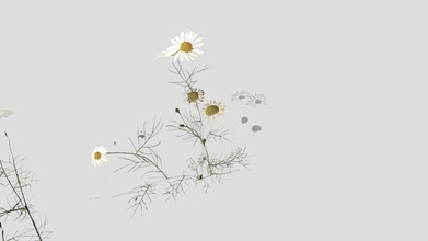 field chamomile pack - buy royalty free 3d model kambur d619dd4 3d print model - Mito3D