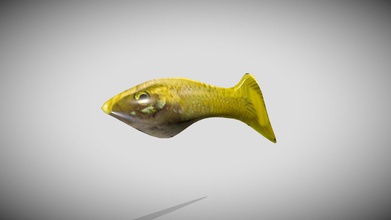 les poissons - téléchargement gratuit modèle 3d cgdyrgo 99b1a77 jaune nageoires de poisson 3d print model - Mito3D