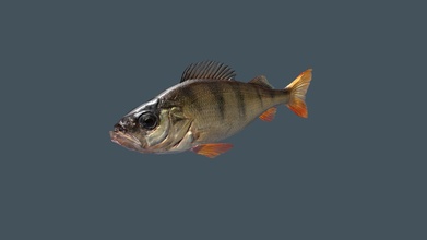fish perch - 3d model vondagar 21fd636 3d print model - Mito3D