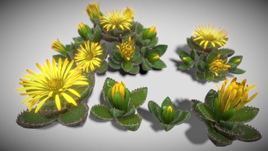 fiore faucaria tigrina acquistare royalty gratuito 3d modello vustudios 02233ff 3d print model - Mito3D