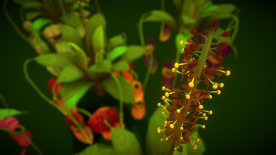 flower nepenthes attenboroughii - buy royalty free 3d model vustudios 915cd41 high quality optimized unity game engine mobile optimize scene big pack cartoon colections over 5 types color all objects ready use your visualizations -1024x1024 texture maps -poly count average 23775polys 45235 tris 3d print model - Mito3D