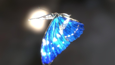 flying morpho butterfly - buy royalty free 3d model boycraft 79dde41 includes pbr textuer maps ready use game props unity unreal engine just don t pretend they re yours try resell them if you need higher lower polys please contact us y yasuda boycraftjp we sell custom modelsany feedback welcome thank 3d print model - Mito3D