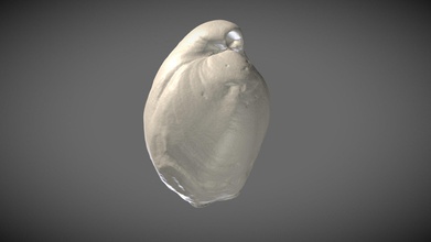 Fossil Brachiopod athrypa download frei 3d Modell Eddylab uliege 113911f 3d print model - Mito3D