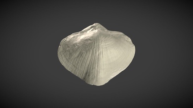 fossil brachiopod palaeochoristites - download free 3d model eddylab uliege 5c79554 3d print model - Mito3D
