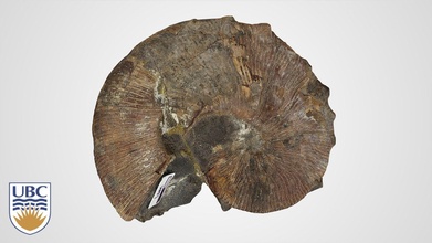 fossile nautile 3d modèle Nichole logement 39 écrou ubc géologie 8531c35 3d print model - Mito3D