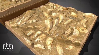 fossil oyster reef nhmw-geo 2021 0018 0001 - download free 3d model natural history museum vienna nhmwien 14ea17b 3d print model - Mito3D