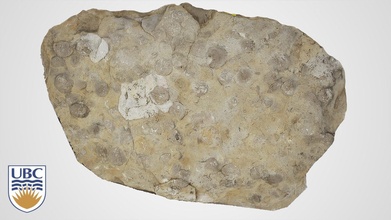 fossiliferous limestone - 3d model nichole moerhuis ubc geology 20754ba 3d print model - Mito3D
