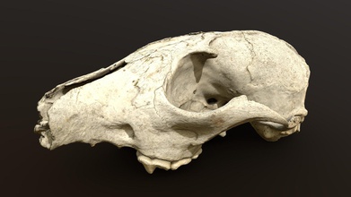 fox skull - buy royalty free 3d model florian ludewig flolu ee8ac3e proportionally correct actual found german forest has real world sizing but unfortunately already misses some teeth mesh clean comes 6 different levels details perfect games also possible create close-up render without problem due high quality 8k textures blender file ready use yout project included well several formats including obj fbx meshes lod0 180k vertices lod1 890 lod2 45k lod3 23k lod4 11k lod5 6k albedo normal ambient occlusion specular roughness files still questions feel contact me any time you can find information my website https flolucom 3d print model - Mito3D