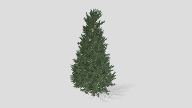 fraser fir tree - buy royalty free 3d model datec studio 58315dd 3d print model - Mito3D