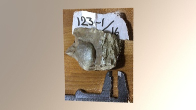 gastropoda - download grátis de modelo 3d micropalaeontology 6c8979a final tournaisian cis-urais pechora região kamenka rio secção exemplo 123-1 16 3d print model - Mito3D