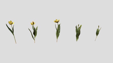 gesner's tulip pack - buy royalty free 3d model kambur a79ae64 hi all pbr gesner&rsquo s created blender includes 5 different models real world scale 27cm-36cm comes following formats blend fbx obj dae file has shaders set up so it&rsquo ready render using cycles title image not included also 4k png maps base color roughness normal opacity translucency 3d print model - Mito3D