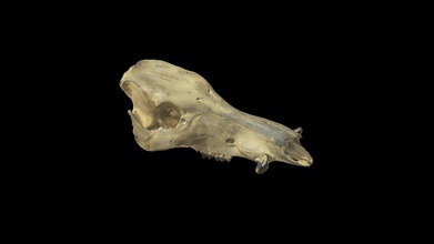 giant forest hog skull - 3d model blackburn lab ufherps f6ff56a 3d print model - Mito3D