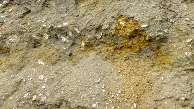 Riesen-Austern-Fossilien - 3d-Modell john toeppen 4ad1735 1500 Meter über dem Meeresspiegel, 30 Kilometer von san Francisco&rsquo-s-bay diese 6 Millionen Jahren ausgesetzt 200 entlang der alten Straße schneiden 3d print model - Mito3D