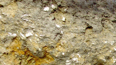Riesen-Austern-Fossilien 2 - 3d-Modell john toeppen 0df89a9 1500 Meter über dem Meeresspiegel, 30 Kilometer von san Francisco&rsquo-s-bay diese 6 Millionen Jahren entlang der Straße geschnitten bereits haben einige dieser Exemplare Sie können sehen, dass komprimiert wurden ausgewaschen, Calcit, damit weiß spröde in Nähe Oberfläche nicht wirklich versteinert mehr demineralisiertem aber unteren Ebenen, glänzenden Grau alle geschichtet Jahrzehnte Wachstum ein längsten meter Länge wahrscheinlich lebten Hunderte Jahre ganzes walskelett nur sitzen gefunden mendenhall 1840er wollte die Karte Aufschlüssen vielleicht kommen pick wenige auf keine leichte Arbeit-Hang erschossen während Fahrt regelmäßige grayout Seitenspiegel Beifahrerseiteein weiteres drive-by-shooting mittlere Gitter metasoft besser als niedrige erste version Herausforderung für besten Fossilien 3d print model - Mito3D