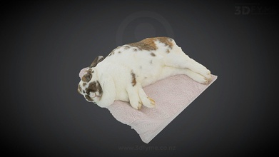 ginger's last nap - sad day 3d model 3dfyme new zealand smacher2016 39ca650 yesterday our beloved bunny ginger decided she&rsquo s brought enough joy companionship love family peacefully dozed off we&rsquo ll forever grateful miss her lot rip 3d print model - Mito3D