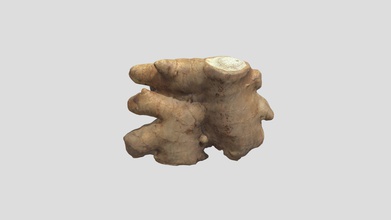 ginger root - buy royalty free 3d model 3polies de06685 scene information scanned asset using photogrammetry materials unwrapped due scanning process bottom side might not textured textures diffuse 8192 x normal 3d print model - Mito3D