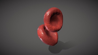 globulo rojo - descargar gratis 3d modelo juigcrra 6640bdc creado con referencias imagenes eritrocitos obtenidas microscopio electronico barrido 3d print model - Mito3D