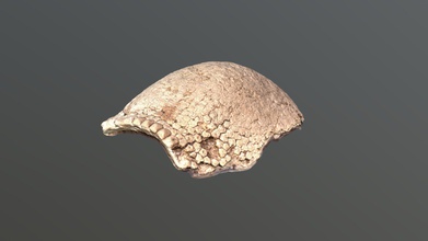 glyptodon carapaça modelo 3d laboratorio paleobiolog paleobiolab 563451f 3d print model - Mito3D