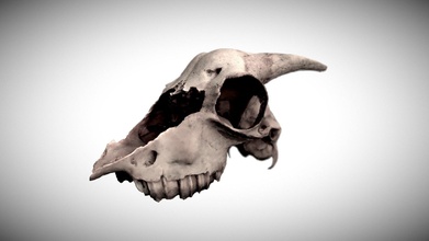 cabra cráneo 3d modelo annaspyrou 488757d 3d print model - Mito3D