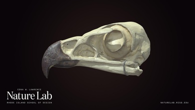 golden eagle skull - download free 3d model risd nature lab risdnaturelab 3178b12 3d print model - Mito3D