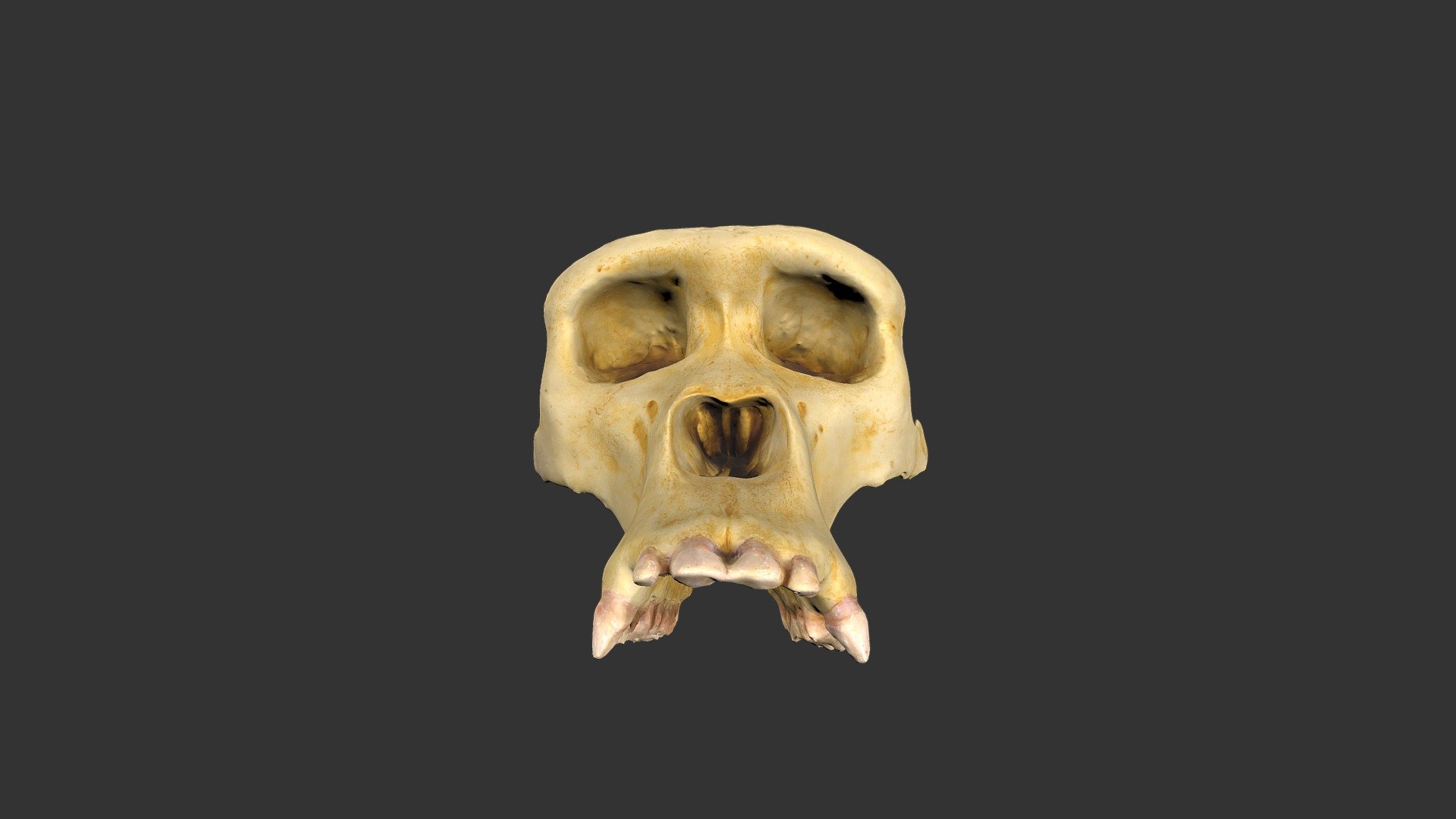 gorilla modern 25011rp7-1 - 3d model rla archaeology rla-archaeology 3a7cc15 location africa age material epoxy resin cast notes catalog no female cranium manufacturer unknown teaching collection research laboratories university north carolina chapel hill steve davis 3D print model - Mito3D