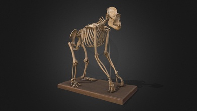 Gorilla montiert Skelett 3d Modell museu ci ncies Naturals Barcelona Labor dbdf34e 3d print model - Mito3D