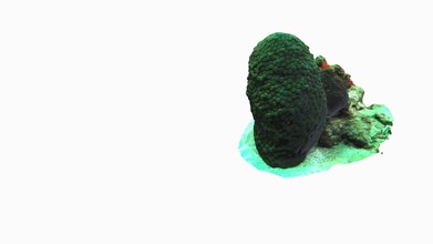 great star coral - montastrea cavernosa mcav download free 3d model andreaizaguirre 9ed1471 3d print model - Mito3D