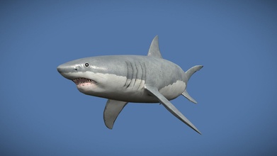 great white shark - buy royalty free 3d model 3dwp 3dcoast 8a2b595 3d print model - Mito3D