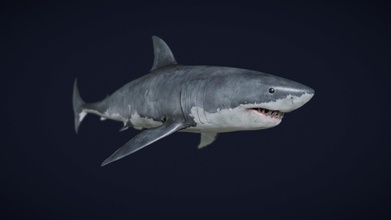Excelente blanco tiburón comprar realeza gratis 3d modelo viverna 362 3b217d6 3d print model - Mito3D