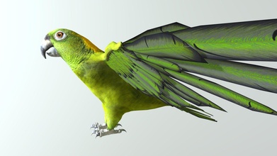 green parrot - buy royalty free 3d model 3dlowpoly 213fa34 3d print model - Mito3D