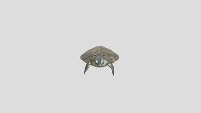 green turtle chelonia mydas - download free 3d model innoceana 4cf29ea 3d print model - Mito3D