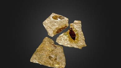 gu rgen karaag ac sekoyayapraklari - 3d model fossils conqueror78 7e16a7e 3d print model - Mito3D