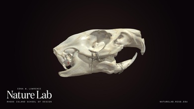 Guinea maiale Scarica gratuito 3d modello risd natura laboratorio risdnaturelab 385b2c2 3d print model - Mito3D