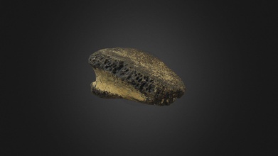 hadrosaur finger bone - download free 3d model olof moleman lordtrilobite 2820981 judith river location formation montana usa age campanian late cretaceous width 35 cm 3d print model - Mito3D