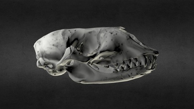 halichoerus grypus grey seal szarytka morska - download free 3d model mammal institute pas poland mammalresearchinstitutepas c278704 3d print model - Mito3D