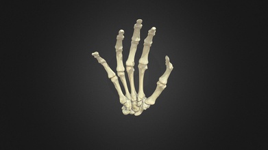 Hand Knochen 3d Modell ubc Medizin lehrreich Medien ubcmedvid bfb2de1 3d print model - Mito3D