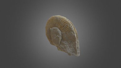 harpoceras - modelo 3d ulyses palomino ulysespalomino 4ad0442 género extinto cefalópodo pertenencia de la familia hildoceratidae estos cefalópodos existido durante el período jurásico toarcian edad es un genero cefalopodos que actualmente esta extinguido del periodo jur sico, concretamente toarciense 3d print model - Mito3D