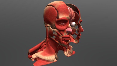 head muscle brain eye - buy royalty free 3d model flarar a902f98 3d print model - Mito3D