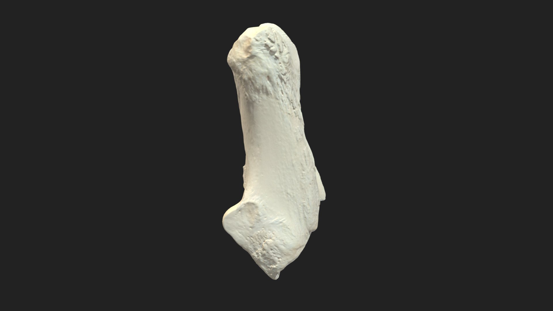 hueso del talón calcáneo vaca - modelo 3d vetanatmunich c3c7bd0 izquierdo tamaño de la muestra 149 x 56 61 mm escaneo realizado luz estructurada escáner artec espacio spider 3D print model - Mito3D