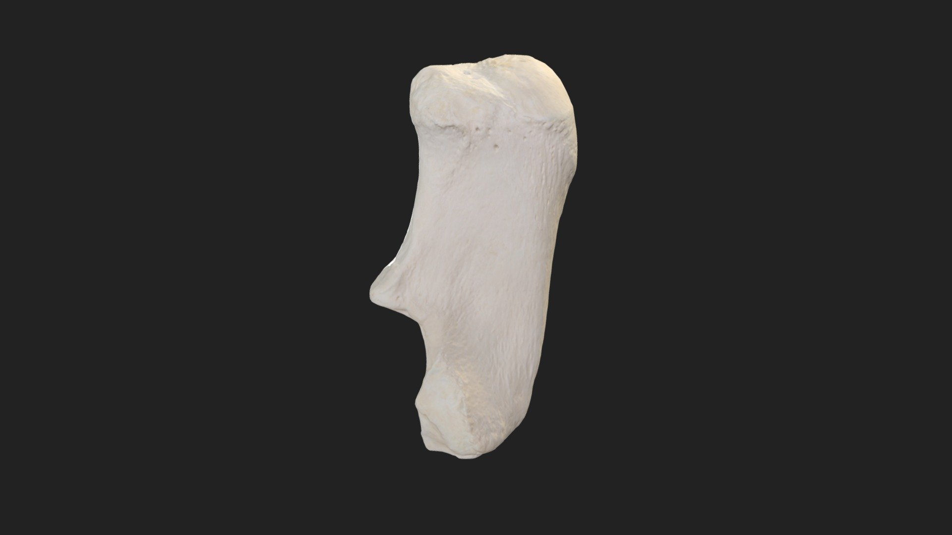 heel bone calcaneus horse - 3d model vetanatmunich dcd9b84 left size specimen 123 x 57 55 mm scanning performed structured light scanner artec space spider 3D print model - Mito3D