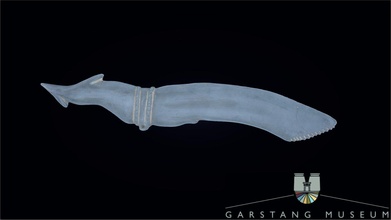 hierakonpolis knife - 3d model garstang museum archaeology 5dfcb83 3d print model - Mito3D