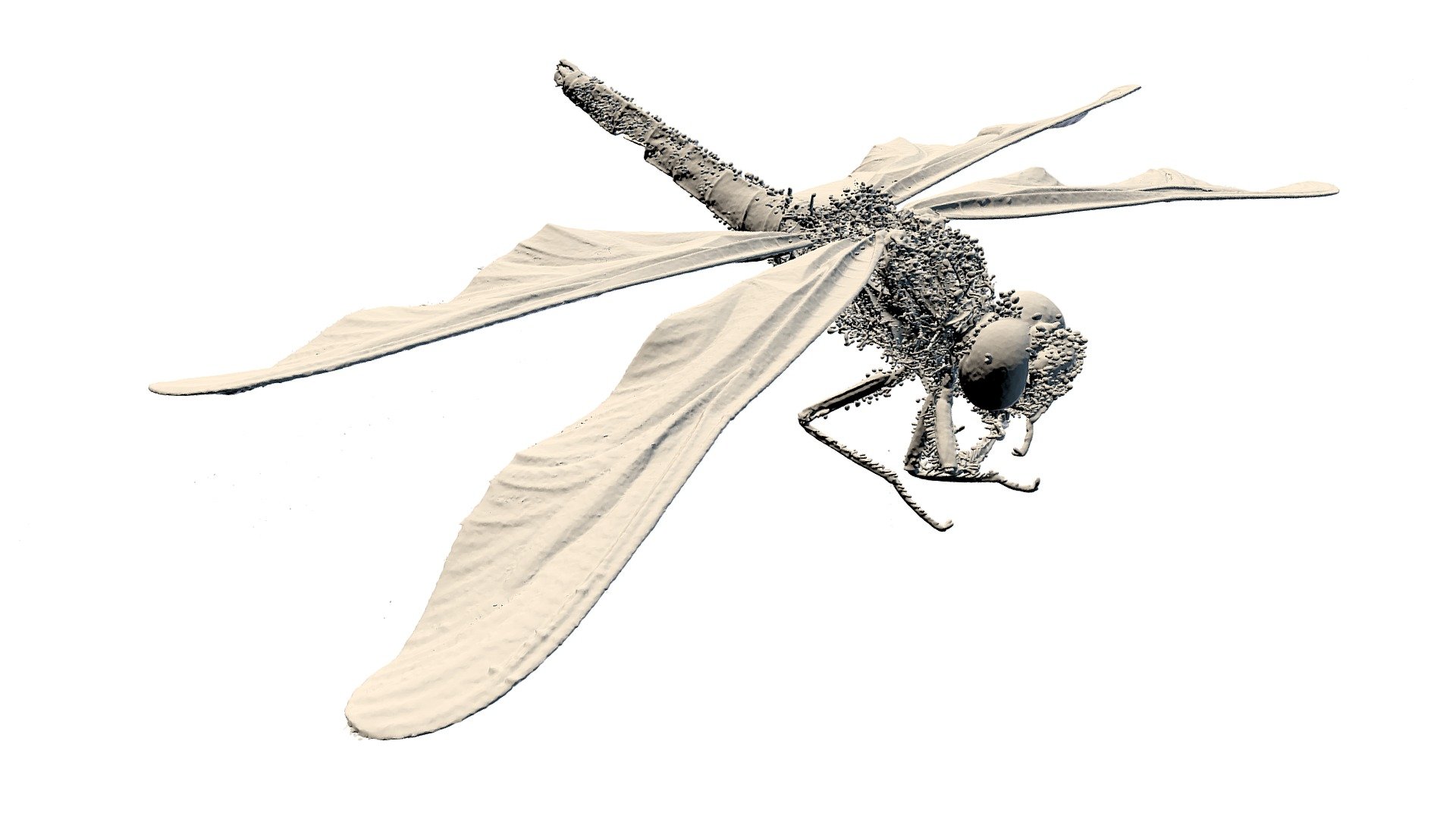high resolution hairy dragonfly - download free 3d model havenmetrology havenkeith fcf2ff1 ct scan haven metrology includes internal geometry see more visit http wwwhavenmetrologycom virtualzoo 3D print model - Mito3D