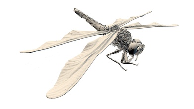 high resolution hairy dragonfly - download free 3d model havenmetrology havenkeith fcf2ff1 ct scan haven metrology includes internal geometry see more visit http wwwhavenmetrologycom virtualzoo 3d print model - Mito3D